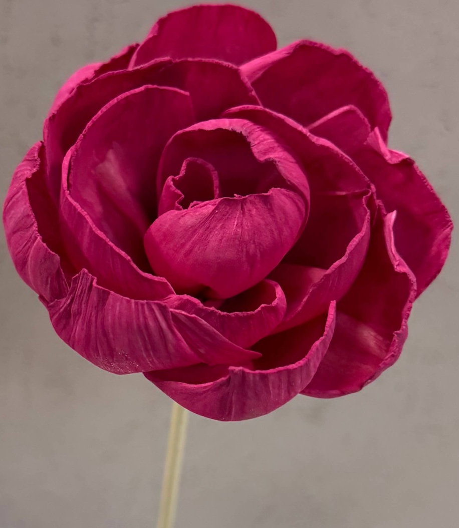 Majestic Magenta Single Stem